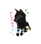 猫のコタロウ。（個別スタンプ：1）