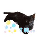 猫のコタロウ。（個別スタンプ：2）