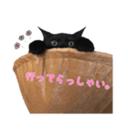 猫のコタロウ。（個別スタンプ：3）