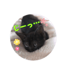 猫のコタロウ。（個別スタンプ：4）