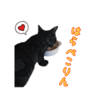 猫のコタロウ。（個別スタンプ：5）
