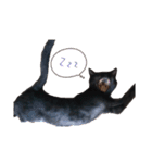 猫のコタロウ。（個別スタンプ：6）