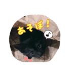 猫のコタロウ。（個別スタンプ：8）