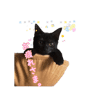 猫のコタロウ。（個別スタンプ：9）