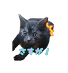 猫のコタロウ。（個別スタンプ：10）