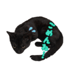 猫のコタロウ。（個別スタンプ：12）