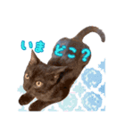 猫のコタロウ。（個別スタンプ：13）
