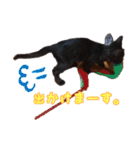 猫のコタロウ。（個別スタンプ：14）