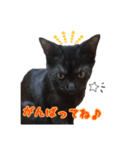 猫のコタロウ。（個別スタンプ：15）