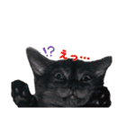 猫のコタロウ。（個別スタンプ：16）