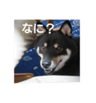 shiba-mame96（個別スタンプ：1）