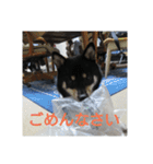 shiba-mame96（個別スタンプ：2）