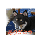 shiba-mame96（個別スタンプ：5）