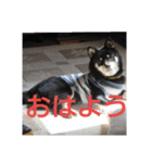 shiba-mame96（個別スタンプ：6）