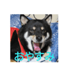 shiba-mame96（個別スタンプ：7）
