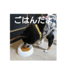 shiba-mame96（個別スタンプ：9）