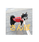 shiba-mame96（個別スタンプ：11）