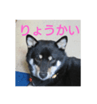 shiba-mame96（個別スタンプ：12）