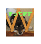 shiba-mame96（個別スタンプ：14）