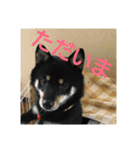 shiba-mame96（個別スタンプ：15）