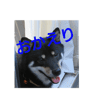 shiba-mame96（個別スタンプ：16）