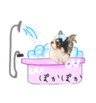 チワワのピノさんのスタンプ32（個別スタンプ：2）