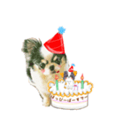 チワワのピノさんのスタンプ32（個別スタンプ：7）