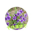 やさしい花flower（個別スタンプ：4）