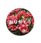 やさしい花flower（個別スタンプ：9）