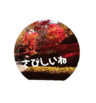 やさしい花flower（個別スタンプ：10）