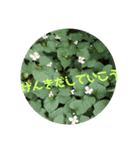 やさしい花flower（個別スタンプ：11）