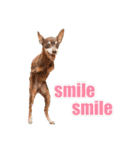 Smiley Paw（幸せの足跡）（個別スタンプ：35）