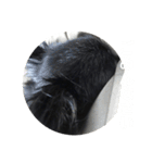 ちわわ もこもこちゃん ももこ（個別スタンプ：4）