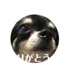 ちわわ もこもこちゃん ももこ（個別スタンプ：6）