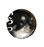 ちわわ もこもこちゃん ももこ（個別スタンプ：9）