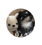 ちわわ もこもこちゃん ももこ（個別スタンプ：17）