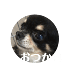 ちわわ もこもこちゃん ももこ（個別スタンプ：18）