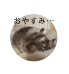 ちょろスタンプ（個別スタンプ：2）