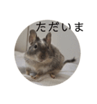 ちょろスタンプ（個別スタンプ：5）