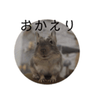 ちょろスタンプ（個別スタンプ：6）