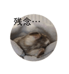 ちょろスタンプ（個別スタンプ：17）