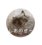 ちょろスタンプ（個別スタンプ：23）