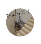 ちょろスタンプ（個別スタンプ：26）
