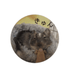 ちょろスタンプ（個別スタンプ：31）