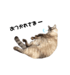 うちのはんさん（個別スタンプ：5）