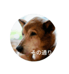 犬が適当に相づちを打つスタンプ（個別スタンプ：1）
