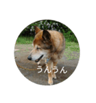 犬が適当に相づちを打つスタンプ（個別スタンプ：2）