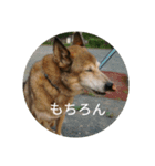犬が適当に相づちを打つスタンプ（個別スタンプ：3）
