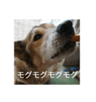 犬が適当に相づちを打つスタンプ（個別スタンプ：4）
