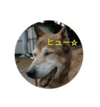 犬が適当に相づちを打つスタンプ（個別スタンプ：5）